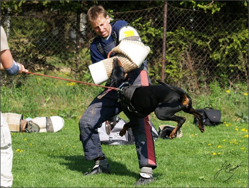 Dogs in training 5/2008